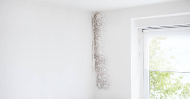 Professional Mold Removal in West Sayville, NY